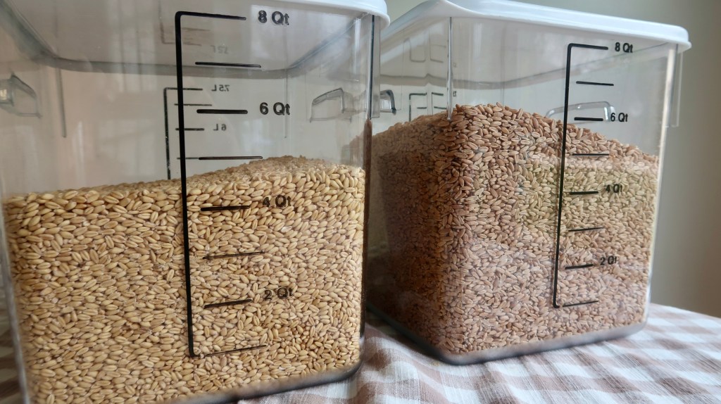 Two clear storage containers filled with different types of grains, one with light-colored grains and the other with darker grains, marked with measurement lines up to 8 quarts.