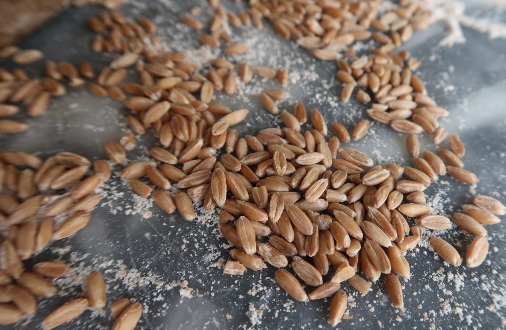 Close-up of scattered grains of wheat on a surface covered in flour.