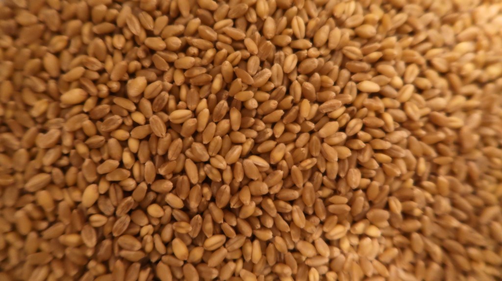 Close-up of a pile of light brown hard white wheat berries.